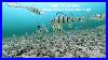 Lake Simcoe Underwater Ice Fishing Hd Video 2023 Feb 12th Repost